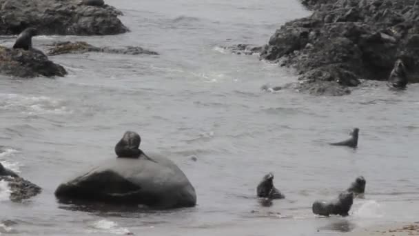 Група тюленів з хутра — стокове відео