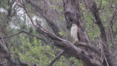 Şahin ağaçta oturuyor