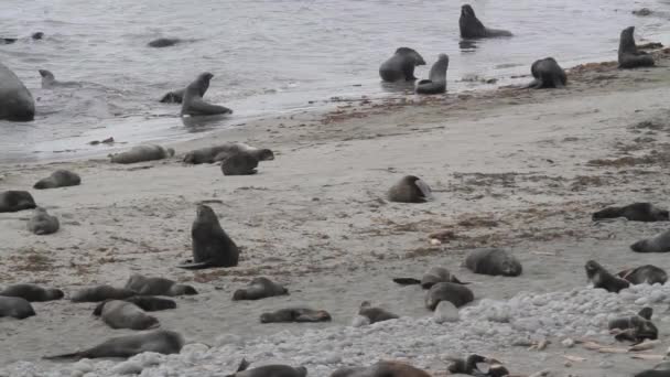 Група тюленів з хутра — стокове відео