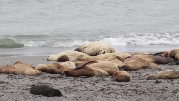 Groep zeehonden bont — Stockvideo