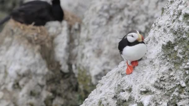 大西洋 puffin は海の海岸に立っています。 — ストック動画