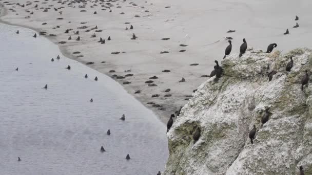 Grupo de focas de pele — Vídeo de Stock