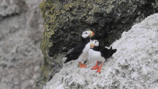 Atlantic lunnefåglar står vid havskust — Stockvideo