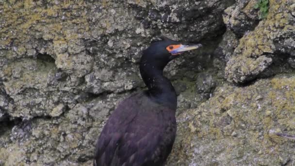 Zwarte vogel nesten — Stockvideo