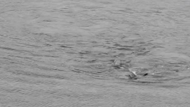 Les phoques nagent dans l'eau — Video