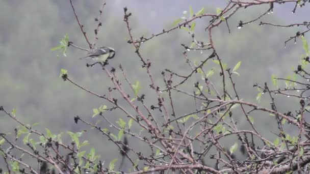 Little bird sits on branch — Stock Video