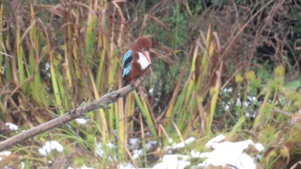 Petit oiseau assis sur la branche — Video