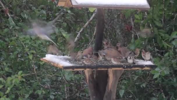Птахи їдять з кормової коробки — стокове відео
