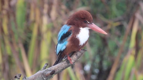 Pájaro pequeño se sienta en la rama — Vídeos de Stock