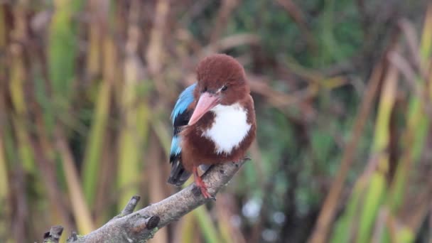 Vogeltje zit op een tak — Stockvideo