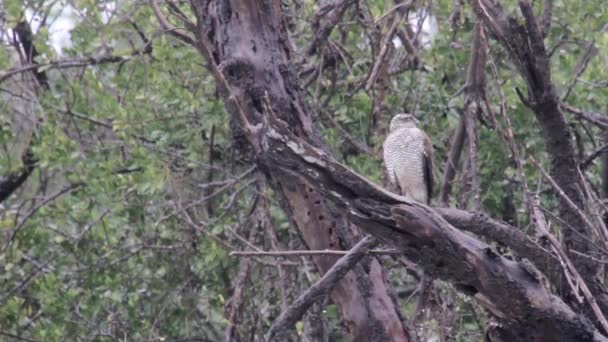 Falcon se sienta en el árbol — Vídeo de stock