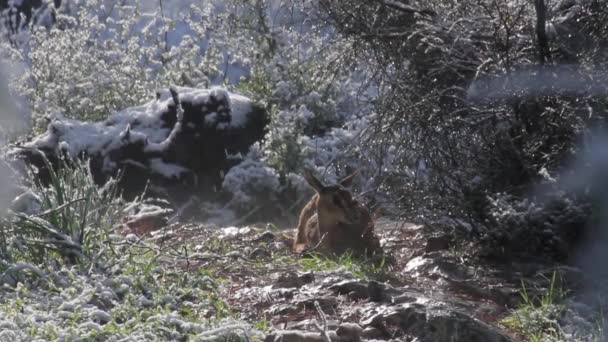 Gacela de montaña israelí — Vídeo de stock