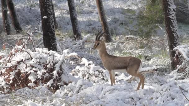 Israëlische berg gazelle — Stockvideo