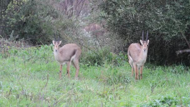 Israëlische berg Gazellen — Stockvideo