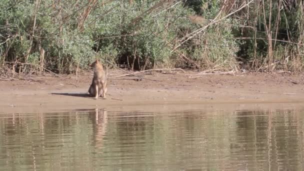 Fox boire de l'eau — Video