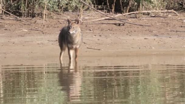 Fox που στέκεται στο νερό — Αρχείο Βίντεο