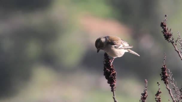 Bird sits on plant — Stock Video