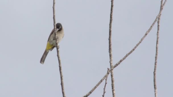 Pájaro se sienta en rama — Vídeos de Stock