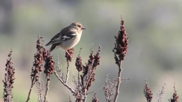 Burung duduk di atas tanaman — Stok Video