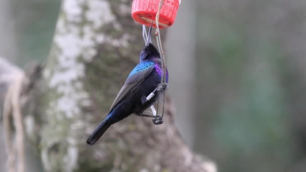 Vogel frisst aus Futterkasten — Stockvideo