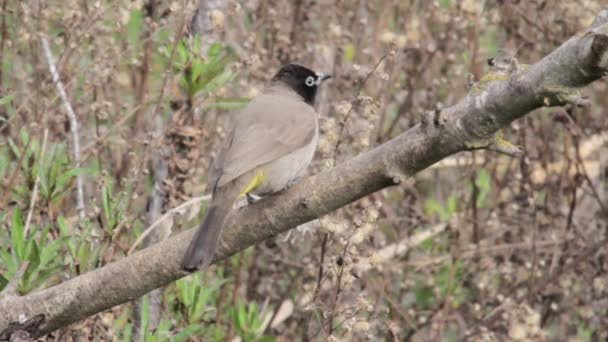 Bird sits on branch — Stock Video