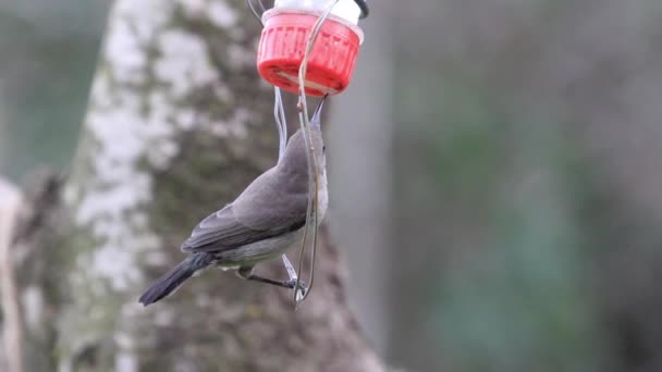 Pájaro come de la caja de alimentación — Vídeo de stock