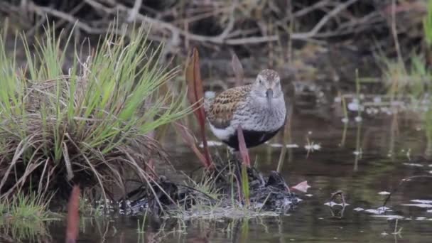 Pájaro parado en pantano — Vídeo de stock