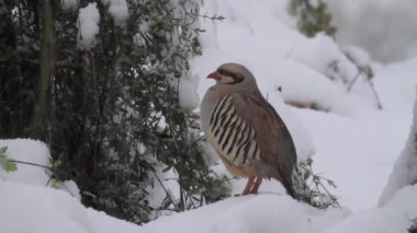 Kuş kar üzerinde oturur