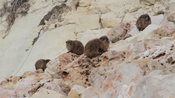 Rock yaban faresi kayanın üzerinde oturur — Stok video