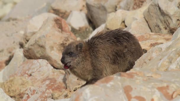 Rock yaban faresi kayanın üzerinde oturur — Stok video