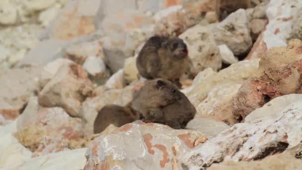 Felsenhyrax sitzt auf Felsen — Stockvideo