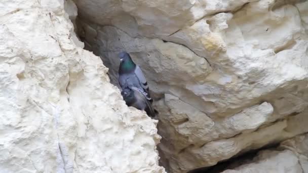 Голуби спариваются на скале — стоковое видео