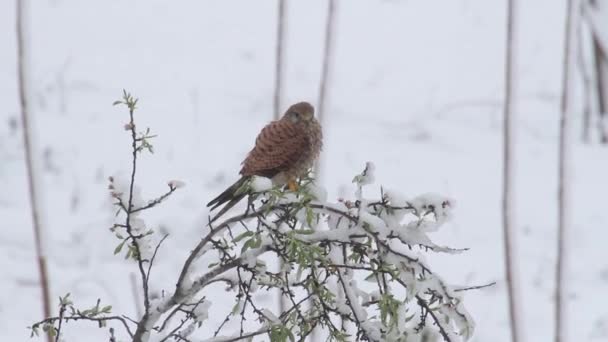 Bird sits on branch — Stock Video