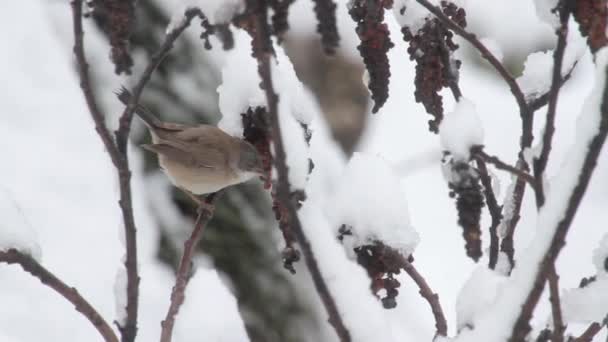 Bird sits on branch — Stock Video