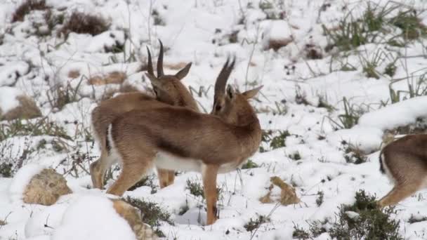 Israeli mountain gazelles — Stock Video