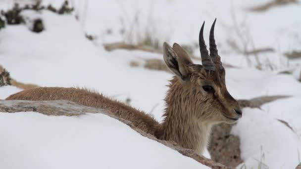 Ισραηλινή βουνό gazelle — Αρχείο Βίντεο