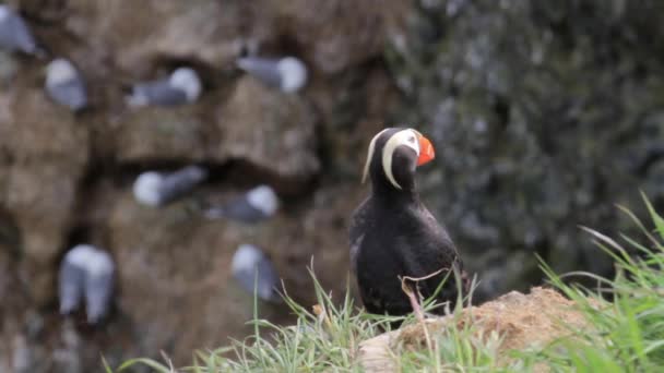 Atlantic puffin stands on sea coast — Stock Video