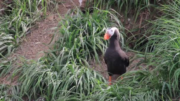 Atlantic puffin stands on sea coast — Stock Video