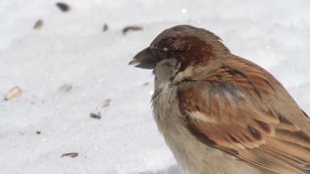 Vogels eten zaden op sneeuw — Stockvideo