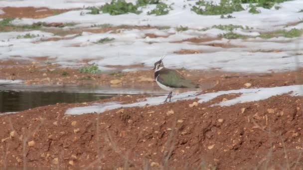 Vogel staat op oever — Stockvideo