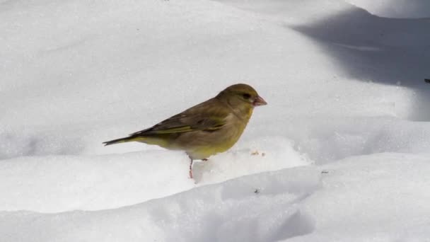 Vogeltje eten sneeuw — Stockvideo