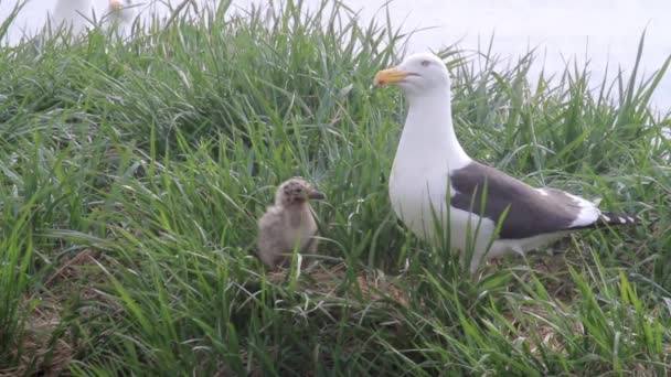 Möwen schreien an Land — Stockvideo