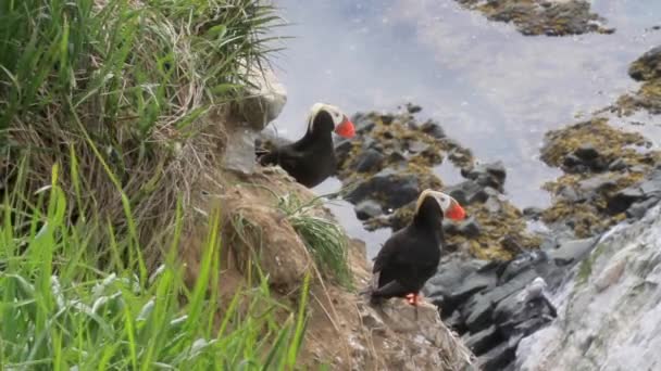 Atlantische papegaaiduikers staat op Zeekust — Stockvideo