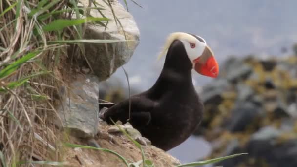 Atlantic puffin stands on sea coast — Stock Video