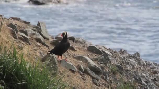 El frailecillo atlántico se encuentra en la costa — Vídeo de stock