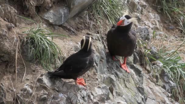 Atlantische papegaaiduikers staat op Zeekust — Stockvideo