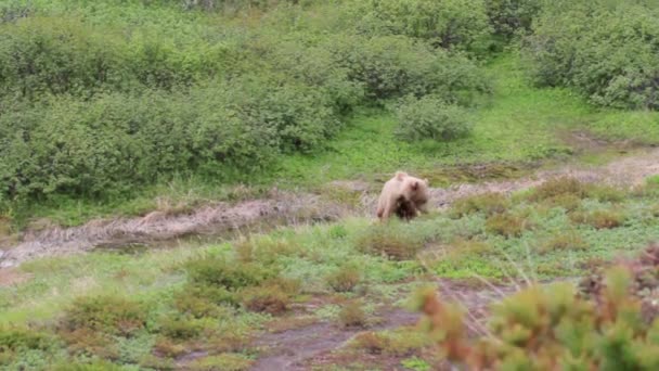 Бурый медведь ищет еду — стоковое видео