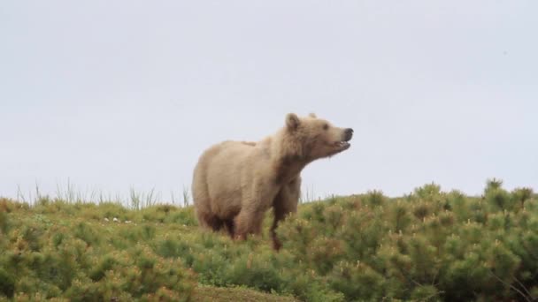 Urso castanho procura comida — Vídeo de Stock