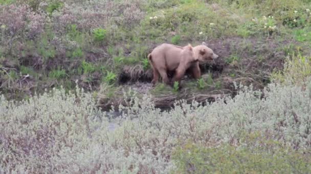 Бурий ведмідь, шукає їжу — стокове відео