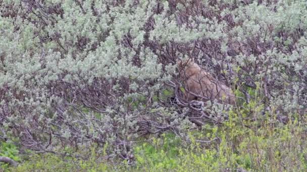 Brown bear searches for food — Stock Video